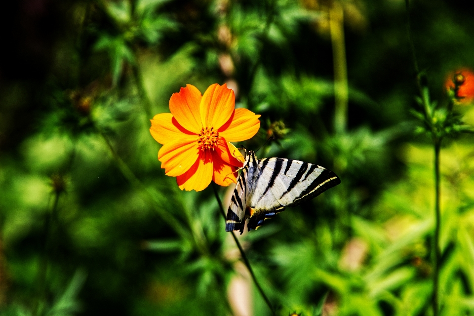 Farfalla impianti fiori natura