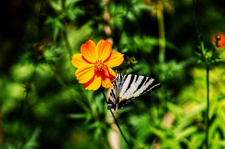 Foto Borboleta plantas flores natureza