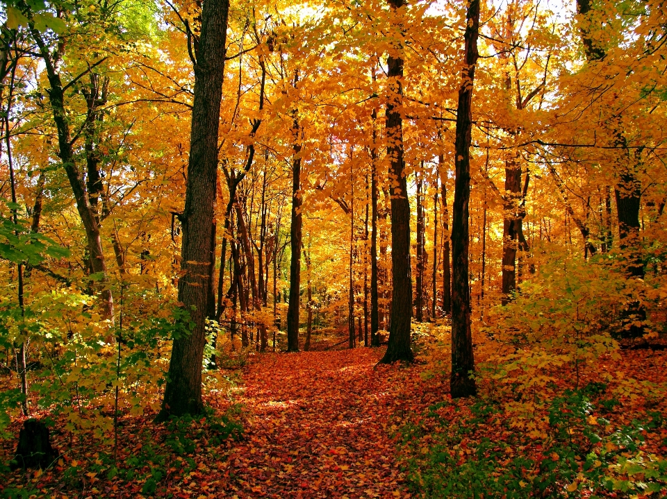 Otoño árbol bosque bosque
