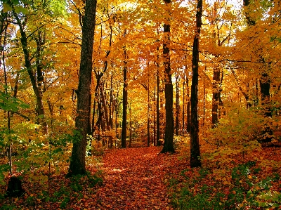 Photo Automne arbre forêt des bois
