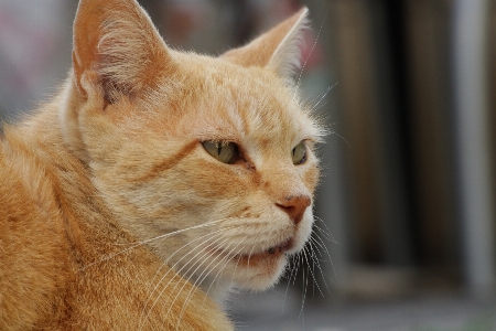 Foto Kucing mamalia bertulang belakang
 cambang
