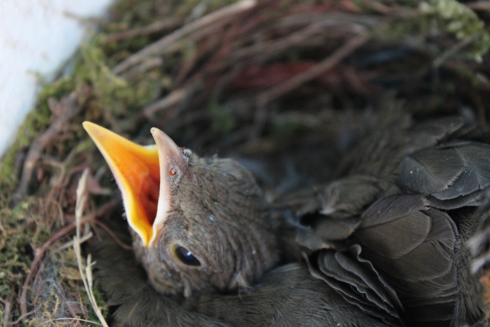 Aves
 burung-burung
 sarang burung