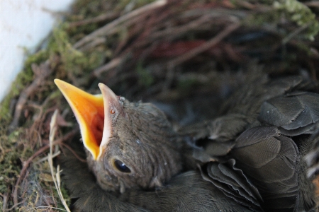 Foto Aves
 pássaros
 ninho pássaro