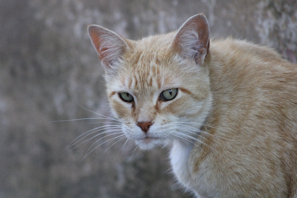 Katze säugetier wirbeltier
 schnurrhaare
