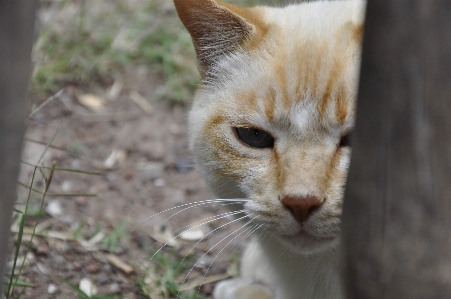 Foto Kucing anak peliharaan kecil
