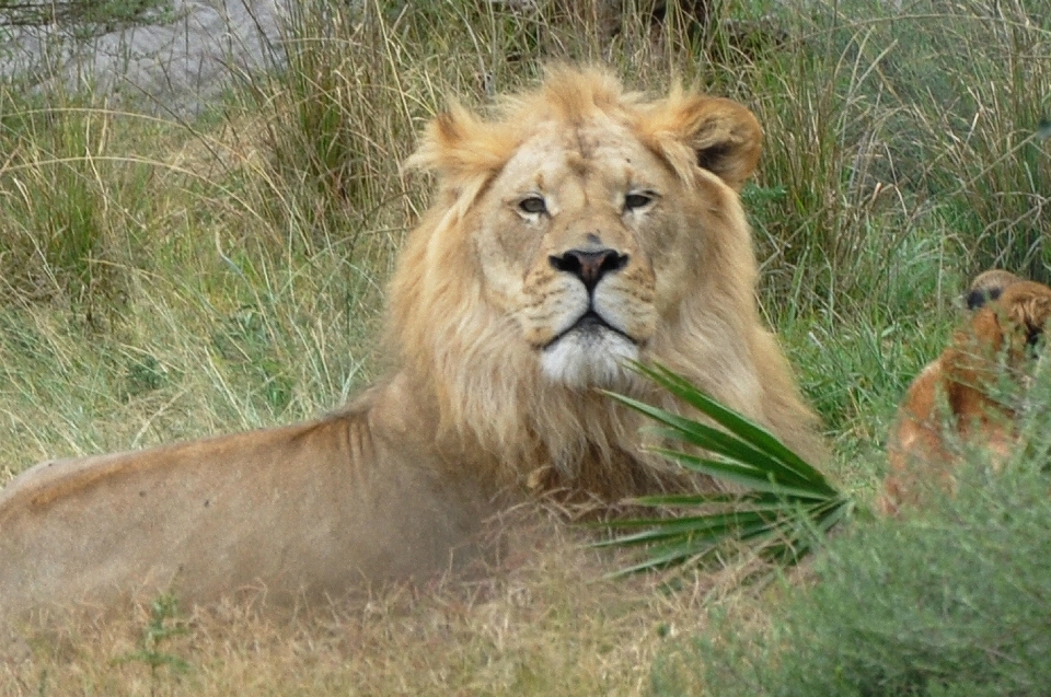 Lion zoo mammifère faune