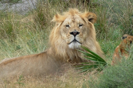 Foto Leone zoo mammifero animali selvatici