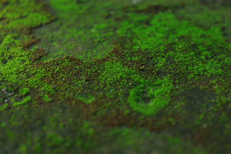 Moss floor green garden