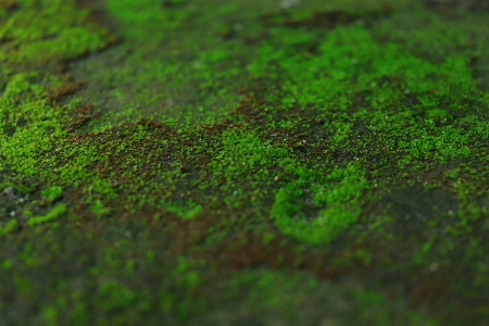 Moss floor green garden Photo