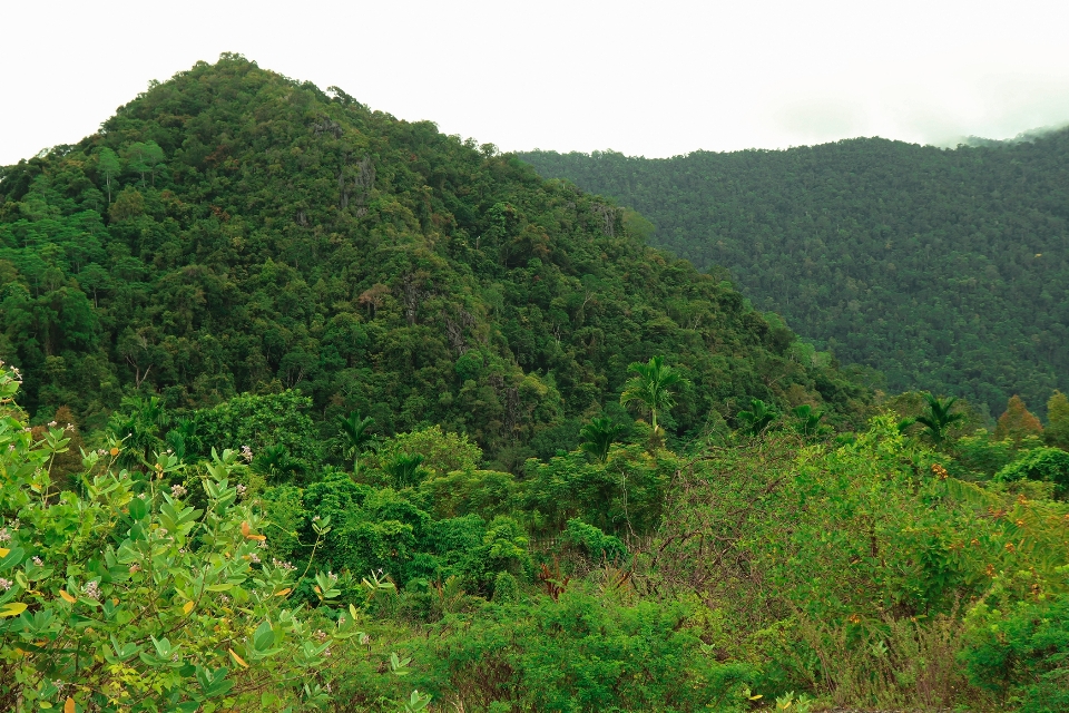 Mountains green trees nature