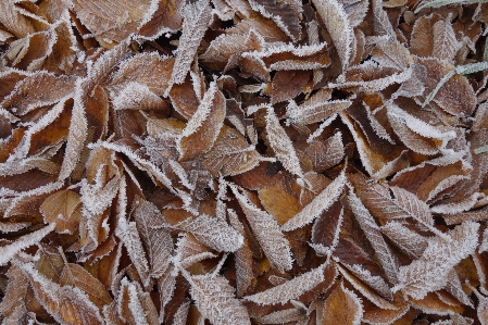 Autumn leaves foliage hoarfrost Photo