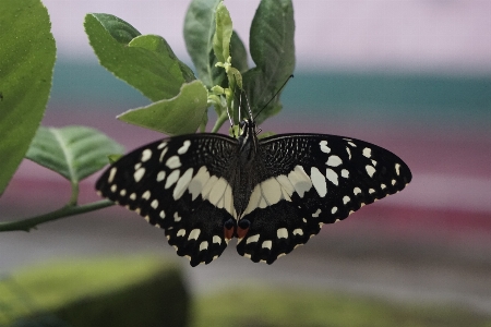 Foto Borboleta subgênero cynthia
 mariposas e borboletas
 inseto