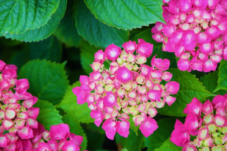 Blumen frühling natur anlage