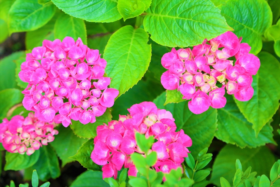 Fleurs printemps nature usine