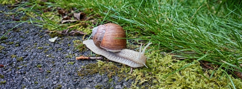 Schnecke schneckenhaus
 langsam schnecken und nacktschnecken
 Foto