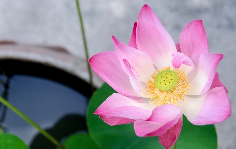 Lotus flower blooming garden Photo