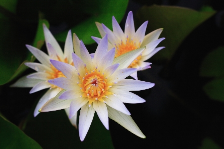 フラワーズ 花 香りのよい白い睡蓮
 花弁 写真