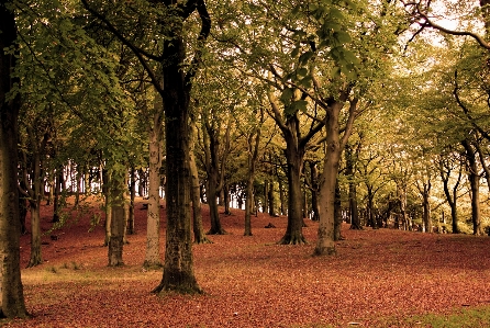 Autumn tree natural landscape nature Photo