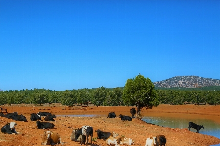 Foto Bestiame animali natura rurale