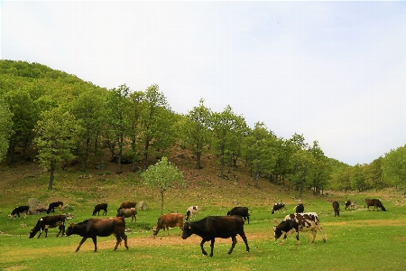 Cattle animals nature rural Photo