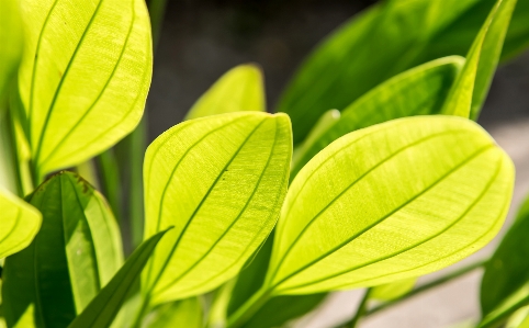 Daylight reflecting leaves leaf Photo