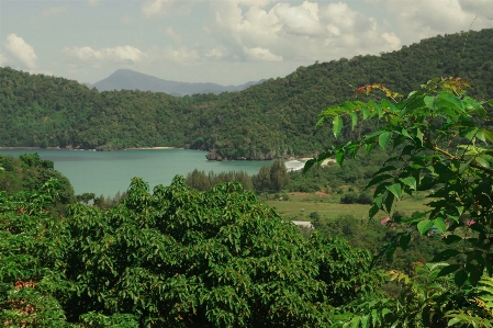 Mountains trees green vegetation Photo