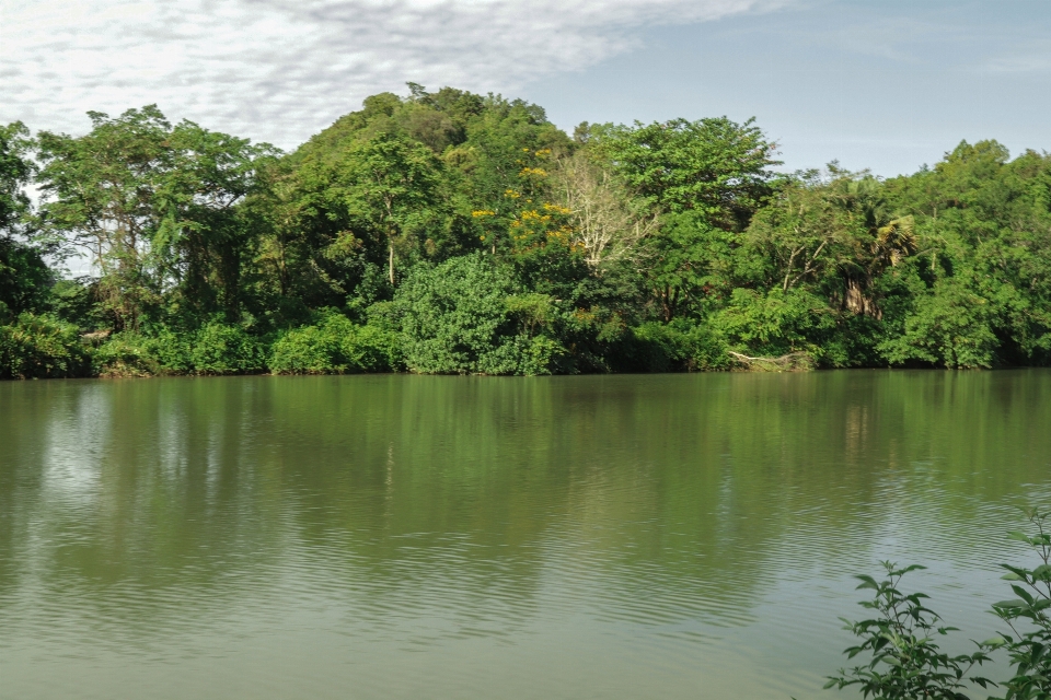 Rivière des arbres feuilles vert