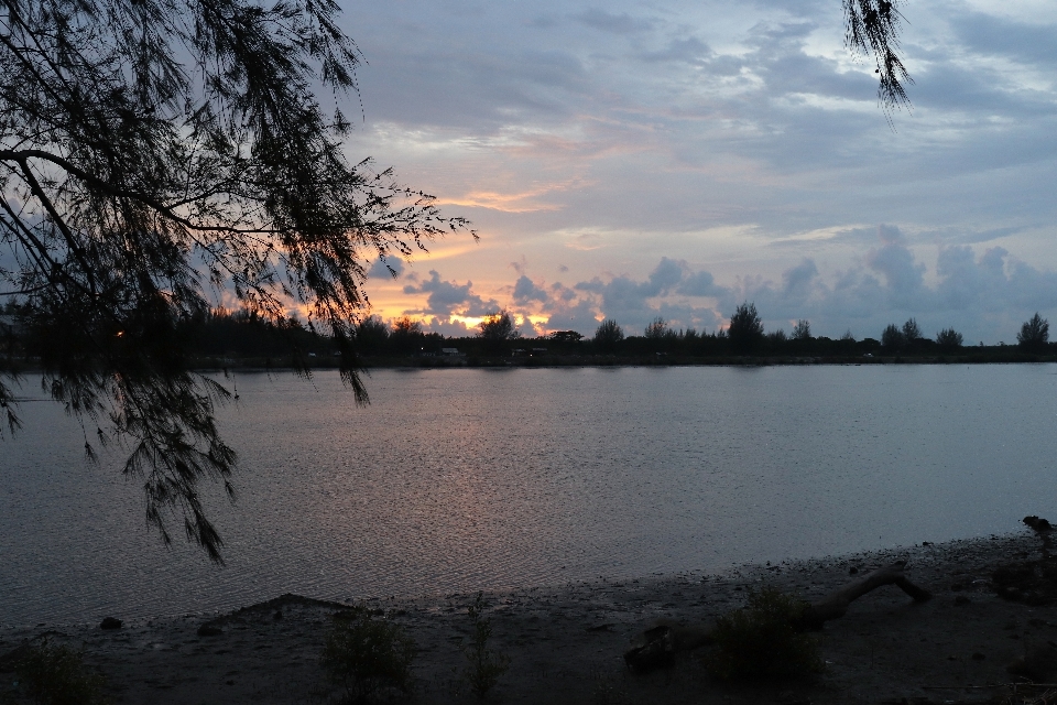 Tree branch sunset river sky