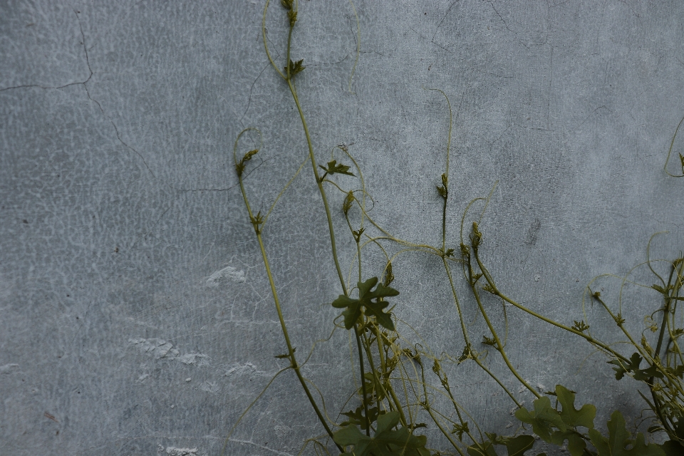 árboles paredes
 hojas verde