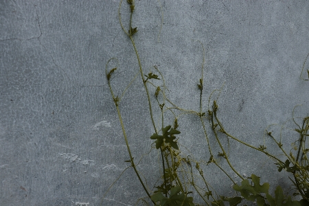 Trees walls leaves green Photo