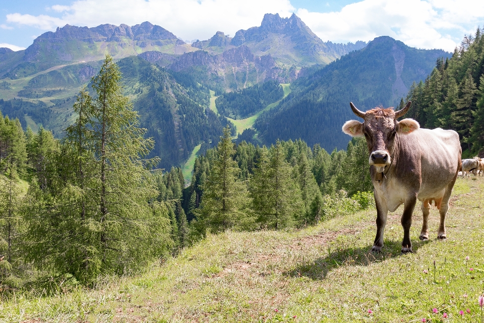 Adige agriculture alpine alps