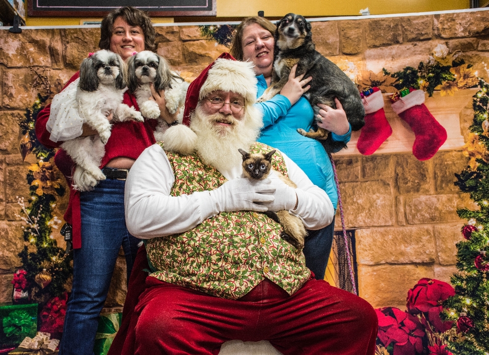 Christmas dog santa happy