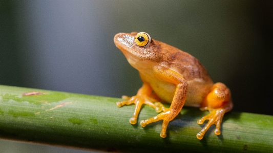 Frogs tree amphibians south africa Photo