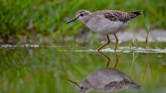 Foto Burung-burung ruff
 alam fotografi satwa liar
