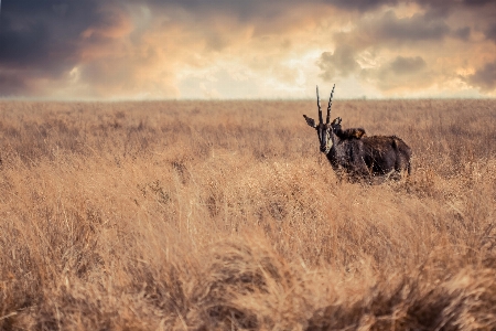 Wildlife composites photography nature Photo