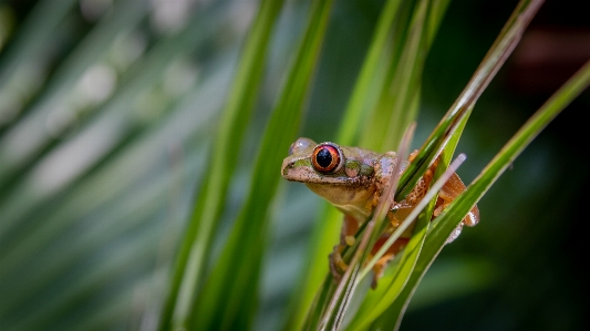 Foto Katak
 pohon amfibi
 afrika selatan