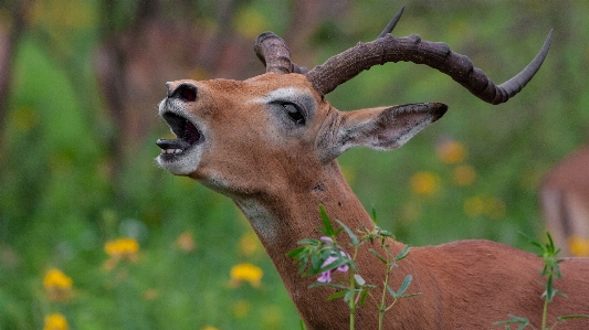 Foto Taman nasional kruger
 afrika selatan impala
 ram