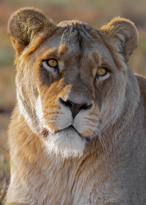 Animales mamífero fauna silvestre vertebrado
