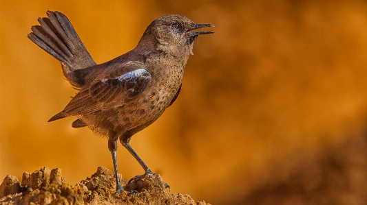 Foto Pássaros pássaro vertebrado
 bico