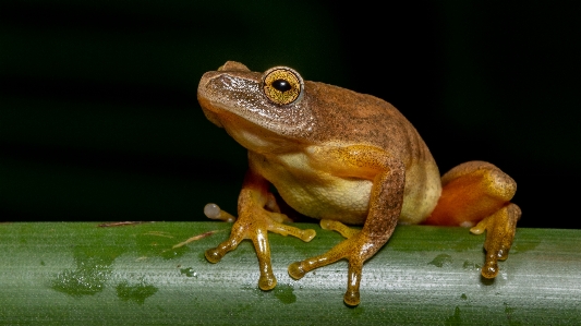 カエル
 蛙 両生類 本当のカエル
 写真