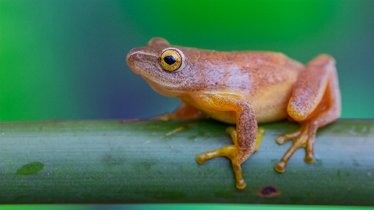 カエル
 蛙 両生類 アマガエル
 写真