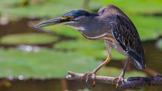 Kruger national park bird vertebrate beak Photo