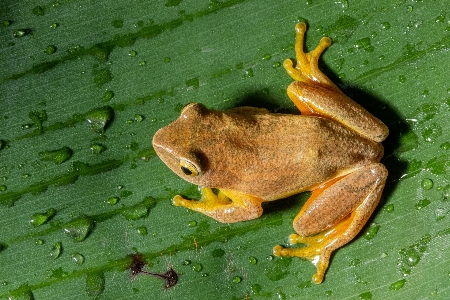 Frösche
 frosch hyla
 amphibie Foto