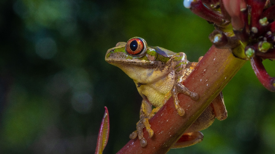 Katak
 katak amfibi pohon
