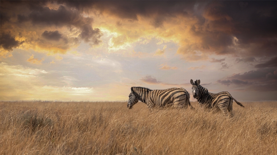 Animais selvagens compósitos
 zebra pastagem
