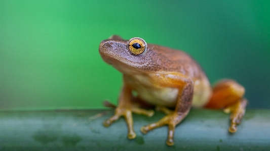 カエル
 蛙 両生類 アマガエル
 写真