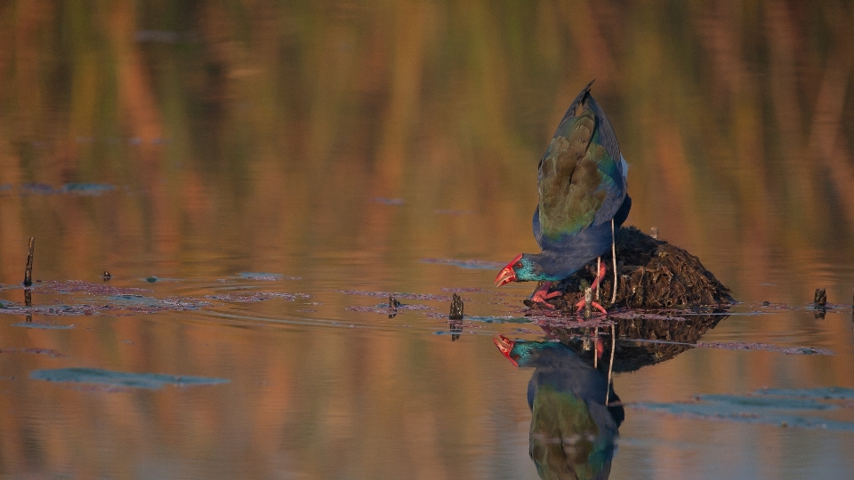 Aves marival
 pájaro reflexión