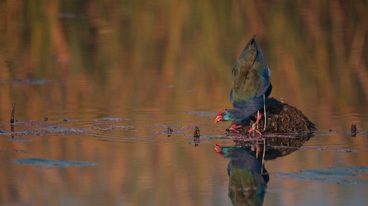 Photo Des oiseaux marivale
 oiseau réflexion