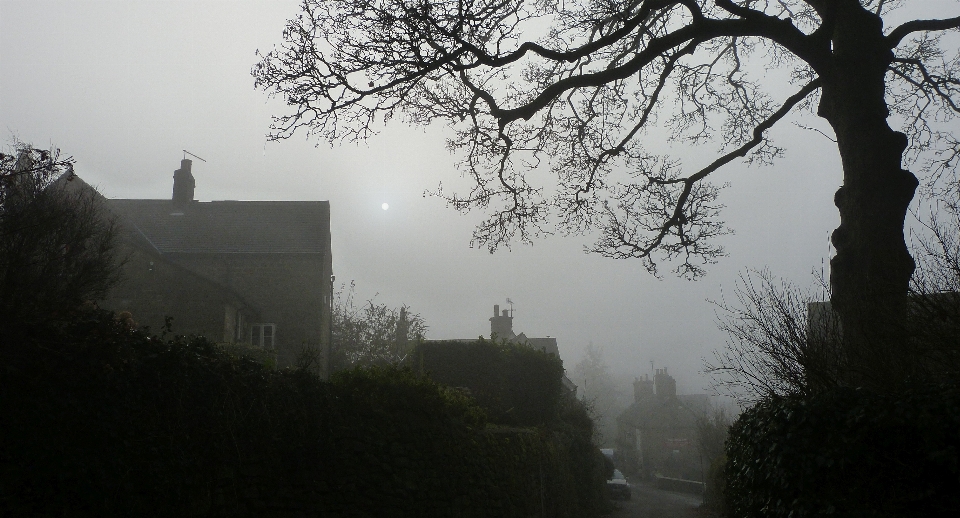 Tree atmospheric phenomenon sky mist