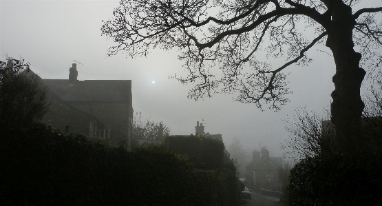 Tree atmospheric phenomenon sky mist Photo